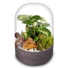 Biogarden, ecosistema terrario POCKET STRAUSS con base en color antracita decorativa