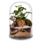 Biogarden, ecosistema terrario POCKET STRAUSS con base en color transparente sustrato