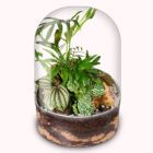 iogarden, ecosistema terrario POCKET LISZT con base en color transparente sustrato en capas naturales