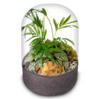 Biogarden, ecosistema terrario POCKET LISZT con base en color antracita