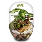 Biogarden, ecosistema terrario POCKET ROSSINI con base en color TRANSPARENTE