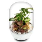 Biogarden, ecosistema terrario POCKET ROSSINI con base en color BLANCO