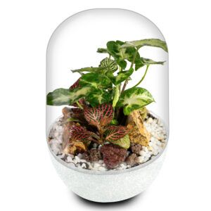 Biogarden, ecosistema terrario POCKET ROSSINI con base en color BLANCO