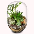 Biogarden, ecosistema terrario POCKET PUCCINI. con base en transparente sustrato