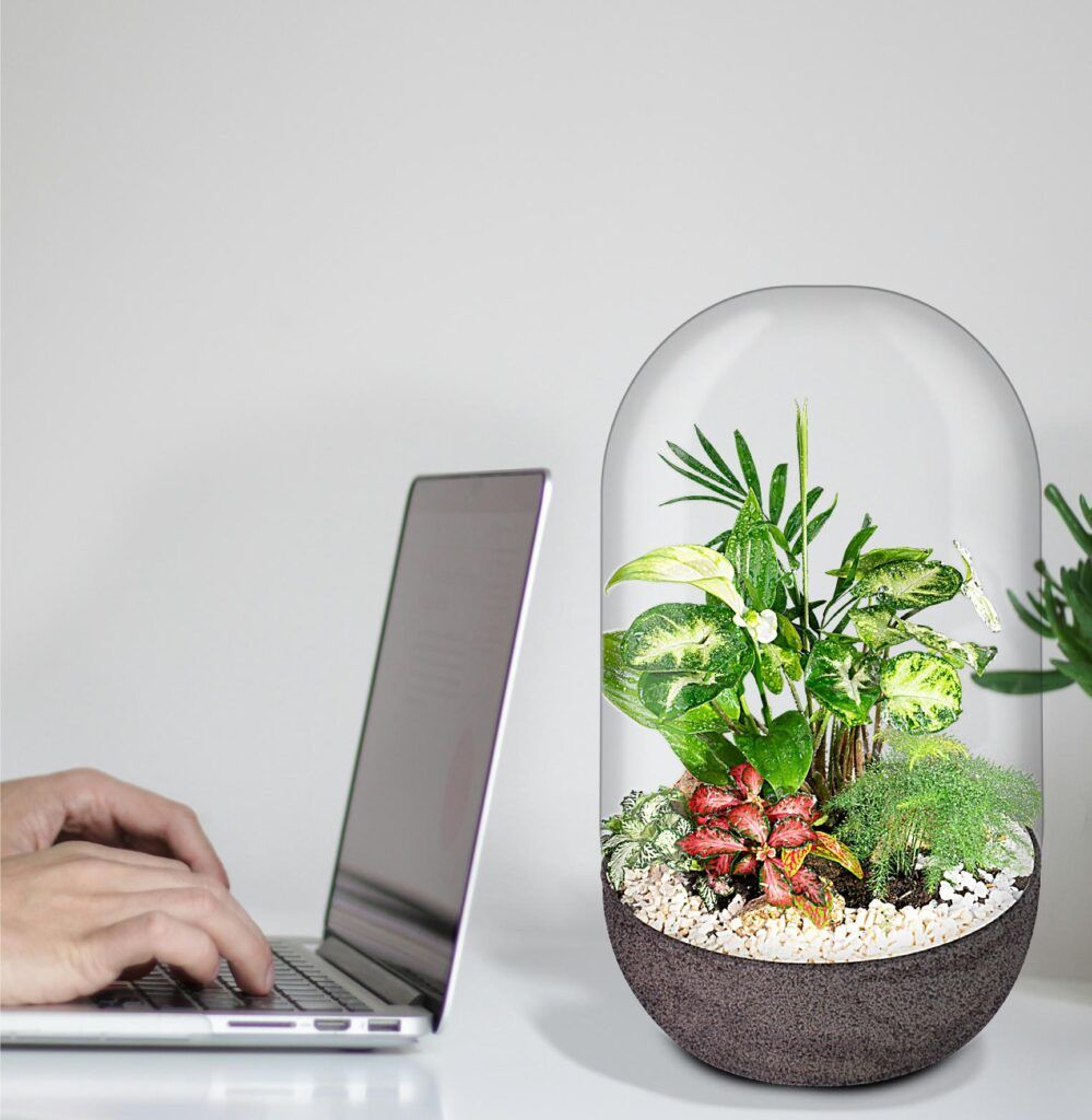 Biogarden, Ecosistema Jardín Botánico dando vida a tus espacios preferidos Biogarden, Ecosistema Jardín Botánico dando vida a tus espacios preferidos, vida al lado del ordenador