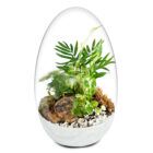 Biogareden Ecosistema terrario Cassat con la base en color blanco roto, para combinar con tu decoración, solo necesita agua cada 6 meses.