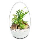 Biogarden Ecosistema terrario Jardín Botánico Van Gogh con base en color blanco para que puedas disfrutar con tu decoración