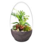 Biogarden Ecosistema terrario Jardín Botánico Van Gogh con base en antracita para combinar con tu decoración