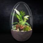 Biogarden Ecosistema terrario Jardín Botánico Van Gogh con base en antracita y fondo negro para apreciar los matices