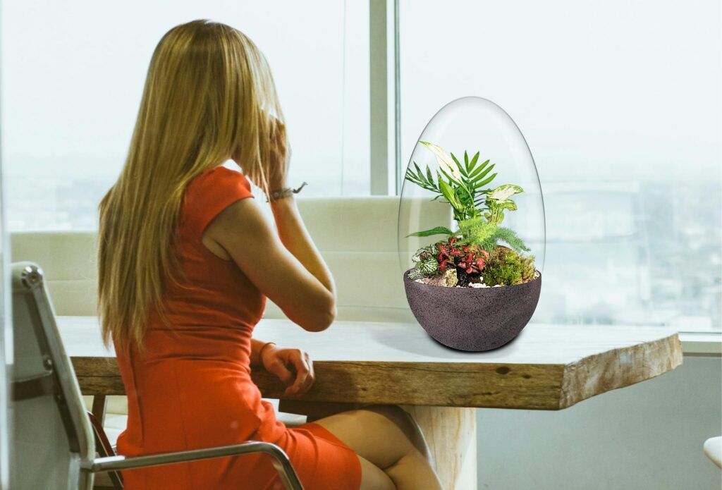 Biogarden, ecosistema terrario Jardín Botánico Van Gogh formando parte de la decoración de tu espacio y los regalos más sorprendentes y especiales