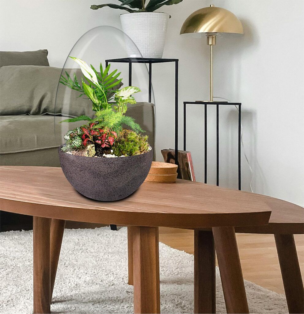 Biogarden Ecosistema terrario Jardín Botánico Van Gogh en la decoración y regalo de tus momentos favoritos