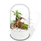 Ecosistema Bonsái POCKET LOTO con base en color blanco
