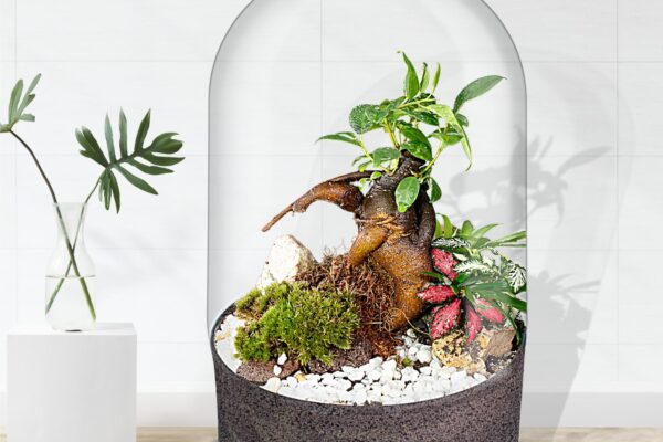 Ecosistema terrario BONSÄI POCKET en tu espacio favorito Ecosistema terrario BONSÄI POCKET en tu espacio favorito