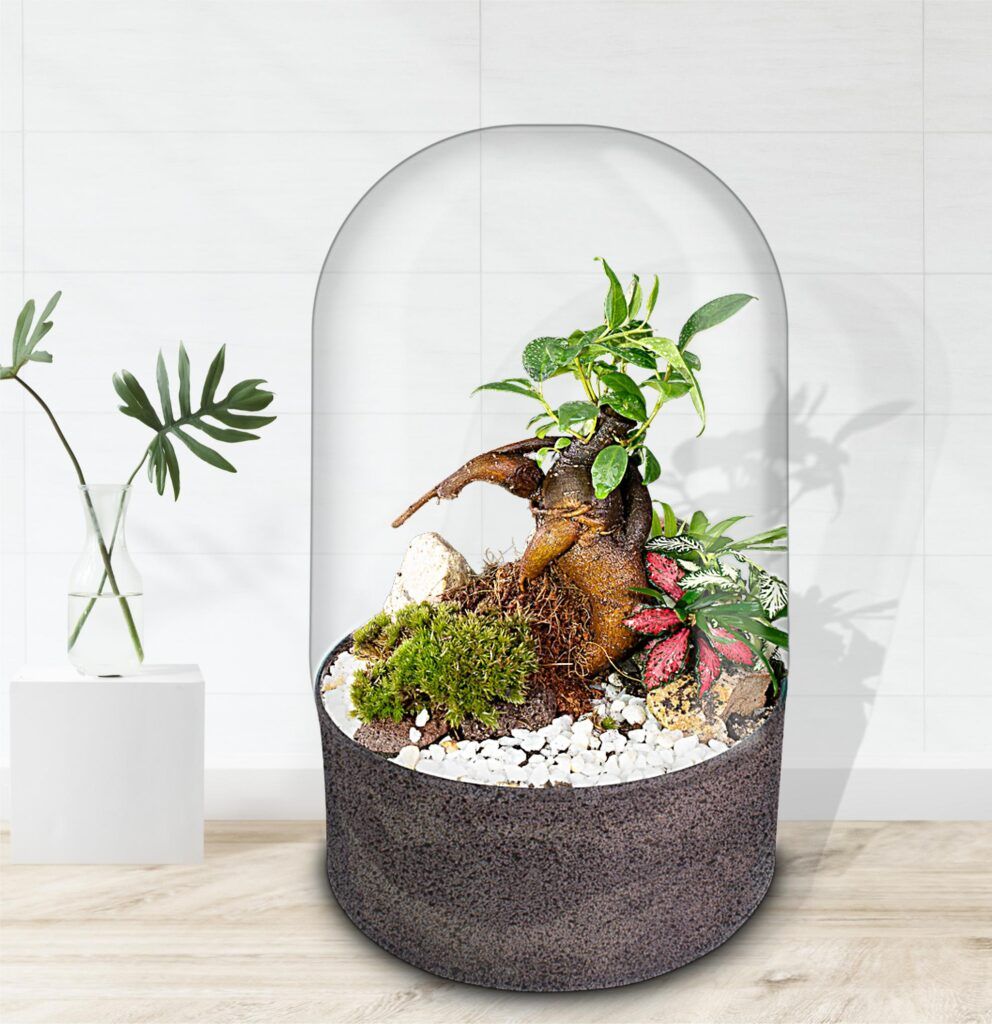 Ecosistema terrario BONSÄI POCKET en tu espacio favorito