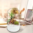Ecosistema terrario BONSÄI POCKET un espacio de naturaleza a tu lado