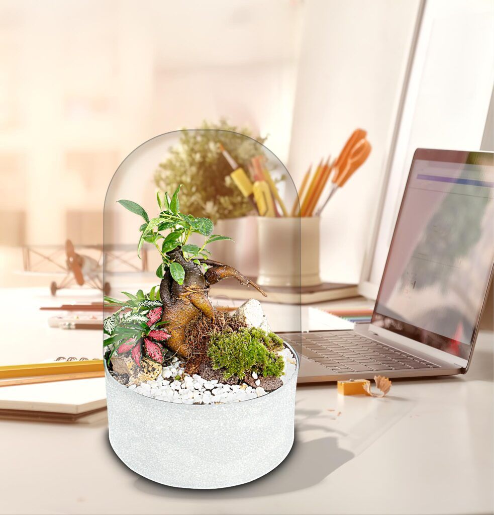 Ecosistema terrario BONSÄI POCKET un espacio de naturaleza a tu lado