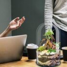 Ecosistema terrario BONSÄI POCKET un espacio de naturaleza al lado de tu portátil