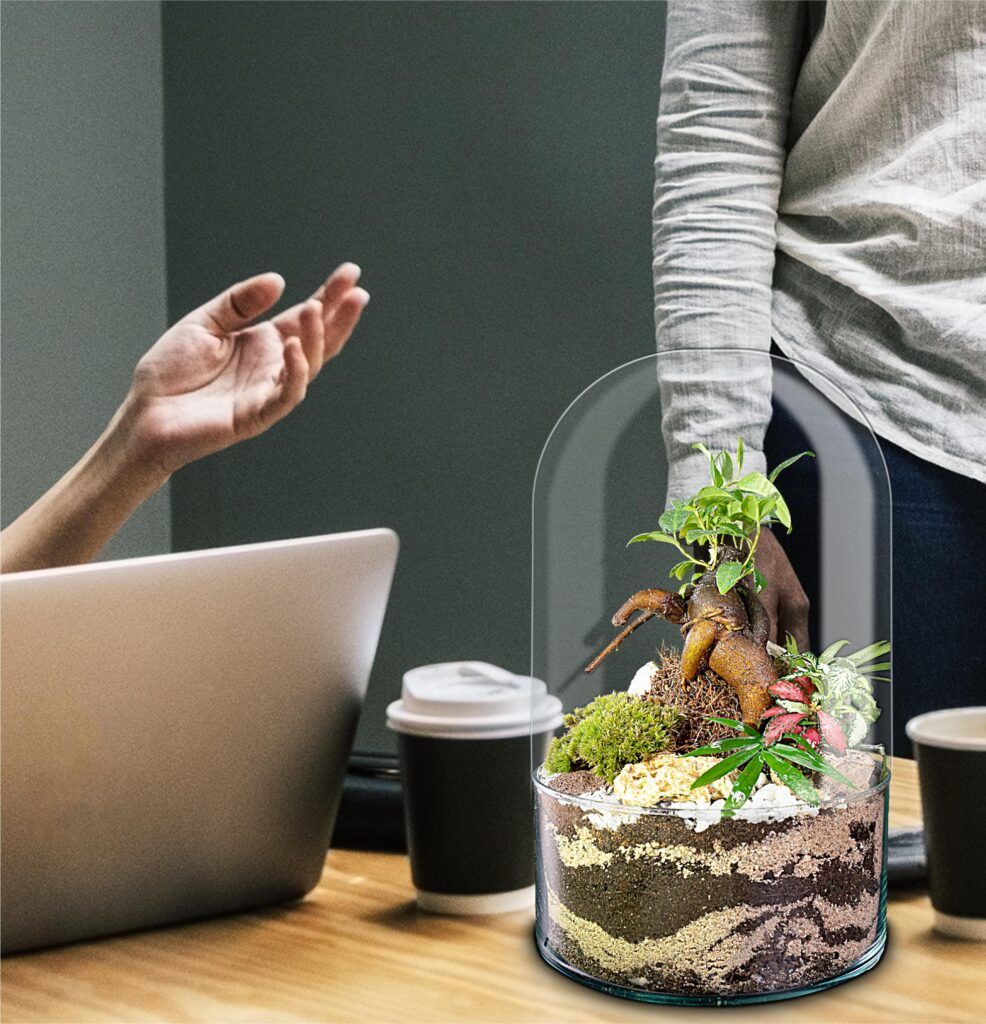 Ecosistema terrario BONSÄI POCKET un espacio de naturaleza al lado de tu portátil