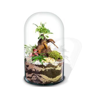 Ecosistema terrario Bonsái POCKET LOTO con base en terra nature