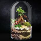 Ecosistema terrario Bonsái POCKET LOTO con base en terra nature y fondo negro