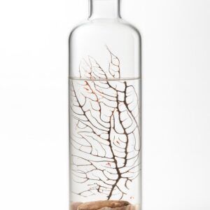 ecosistema-biosfera-indian-autosostenible-ecosfera