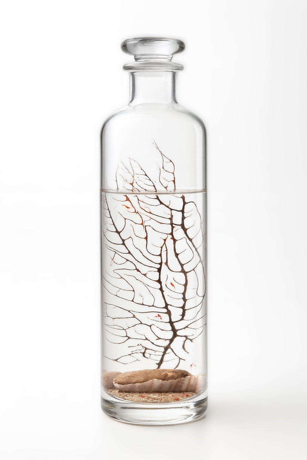 Ecosistema Biosfera INDIAN, solo necesita luz ecosistema-biosfera-indian-autosostenible-ecosfera