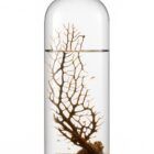 Ecosistema Biosfera AUSTRALIS. Excelente visión de la Naturaleza. Contiene pequeños camarones y solo necesita luz