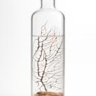 Ecosistema Biosfera BERING, contiene pequeños camarones y solo necesita luz