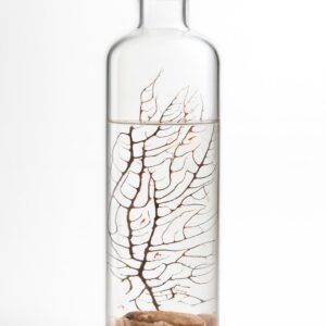 Ecosistema Biosfera BERING, contiene pequeños camarones y solo necesita luz