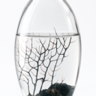 Ecosistema Biosfera ATLANTIC, contiene pequeños camarones y solo necesita luz