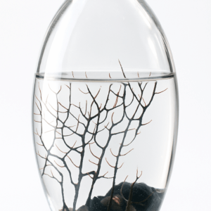 Ecosistema Biosfera ATLANTIC, contiene pequeños camarones y solo necesita luz