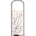 ecosistema-biosfera-adriatic-contiene-camarones-solo-necesita-luz