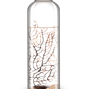 ecosistema-biosfera-adriatic-contiene-camarones-solo-necesita-luz