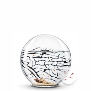 Ecosistema Biosfera con pequeños camarones, solo necesita luz