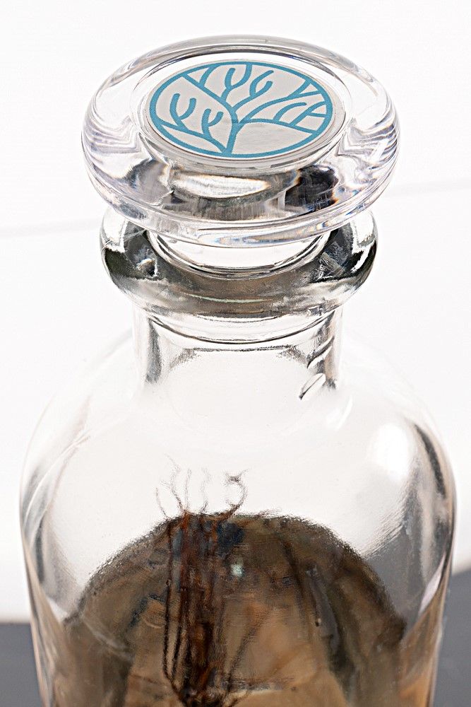 detalle-de-tapa-de-cristal-en-la-tapa-del-ecosistema-biosfera-indian-ecosfera