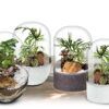 Información-ecosistemas-vegetal-pocket-de-biogarden
