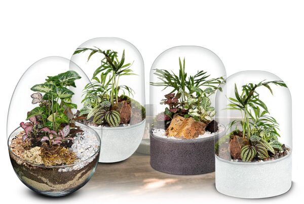 Información-ecosistemas-vegetal-pocket-de-biogarden