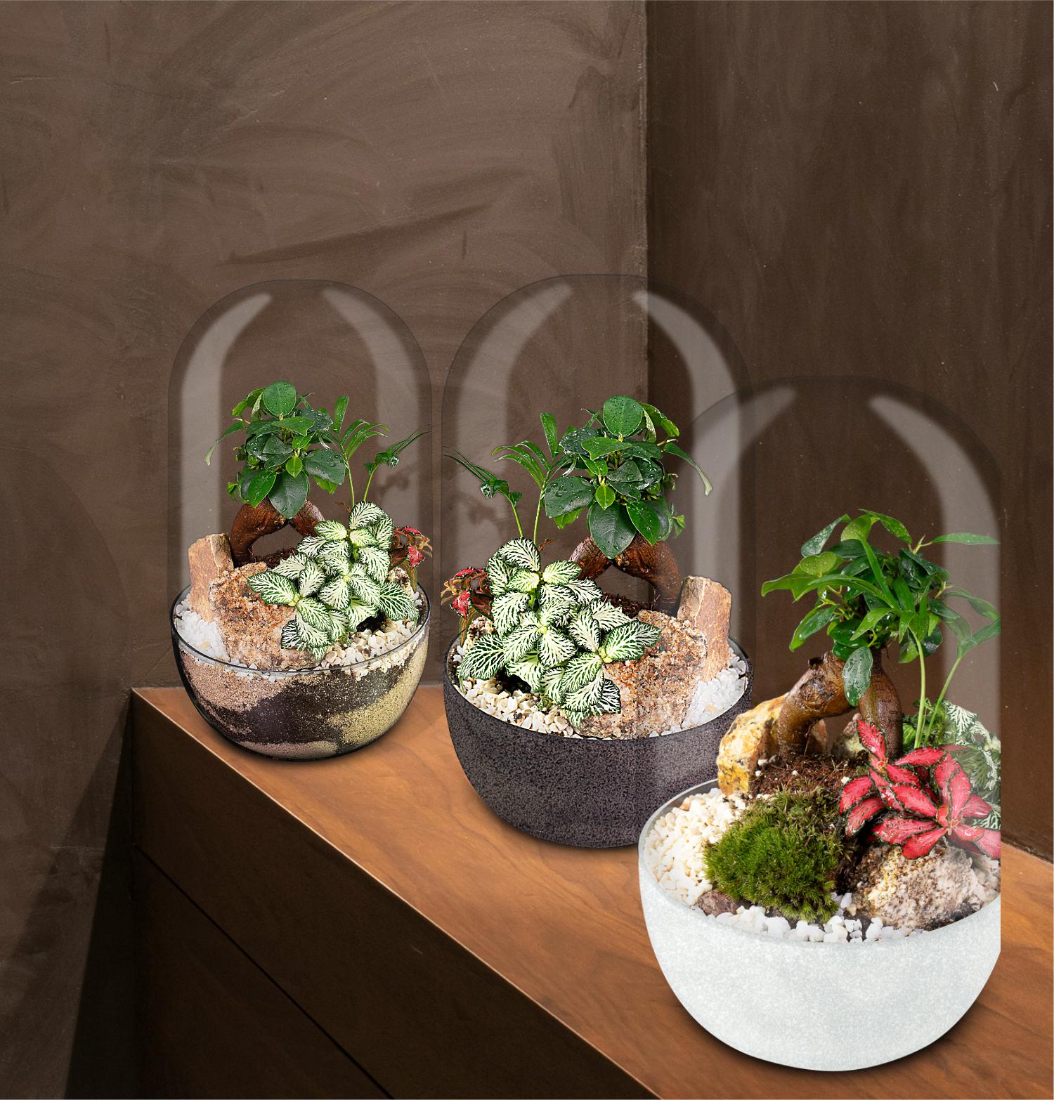 Ecosistema Terrario BONSÁI: una obra viva, única y perfecta para regalar estas Navidades