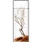 Ecosistema Biosfera ANTILLAE, ecosistema cerrado con pequeños camarones, solo necesita luz.