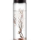 Ecosistema Biosfera ANTILLAE, solo necesita luz