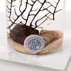 Imán limpiador de un ecosistema Biosfera CORALIS, autosostenible