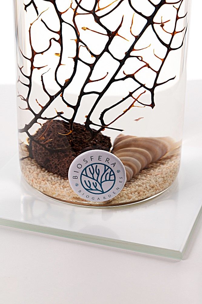 Imán limpiador de un ecosistema Biosfera CORALIS, autosostenible