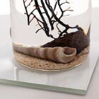 Detalle de Ecosistema Biosfera con peana de cristal