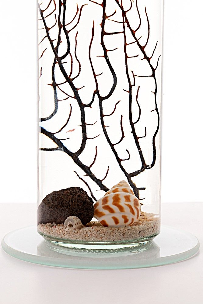 Detalle-de-peana-de- cristal-en-un -ecosistema-Biosfera- autosostenible