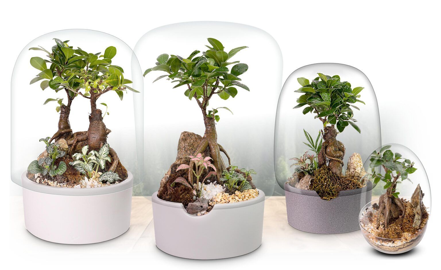 Ecosistemas Bonsái: el regalo ideal que dura años